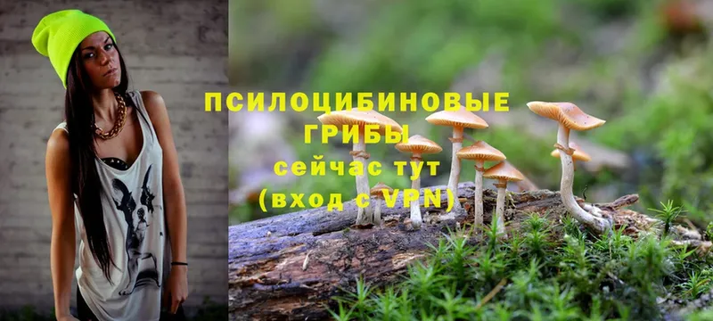 Галлюциногенные грибы Psilocybe  Кропоткин 